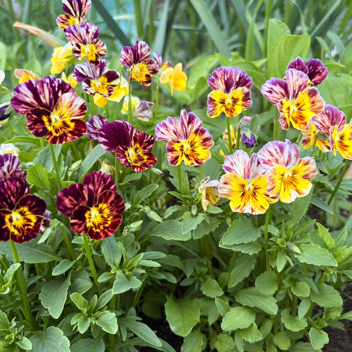 Jason’s Garden