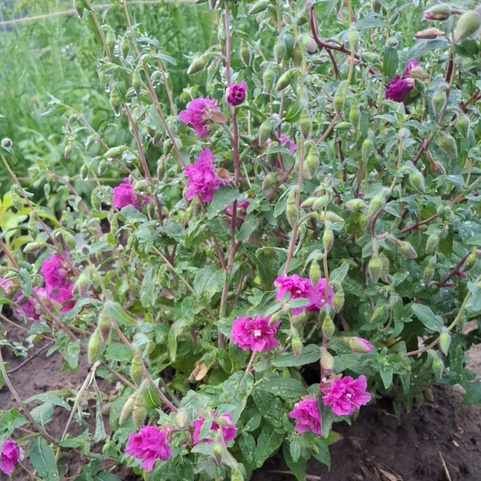Clarkias doing well in the garden.