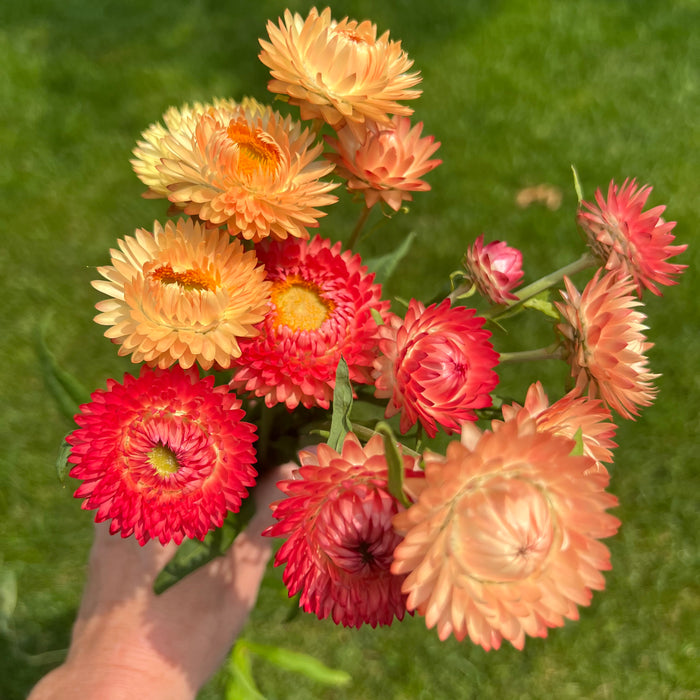 Flower haven