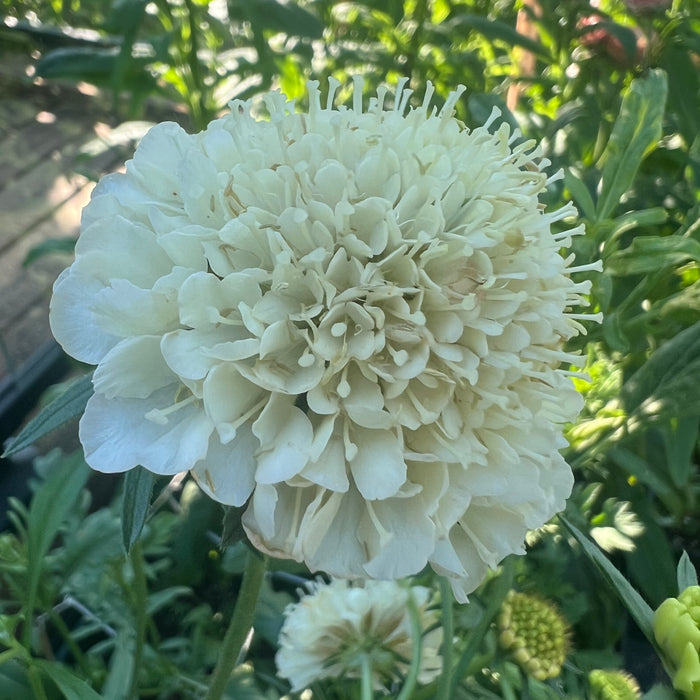 Flower haven