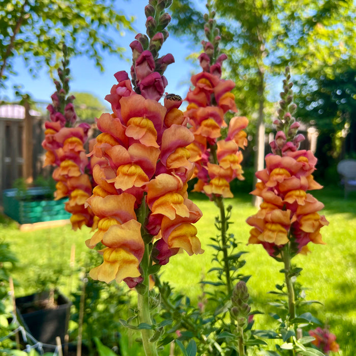 Flower haven