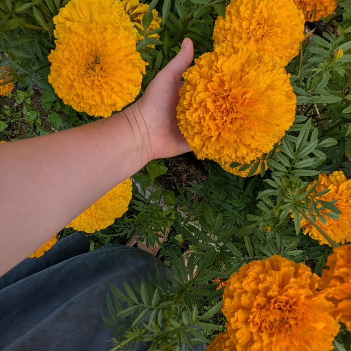 An Evening Ramble