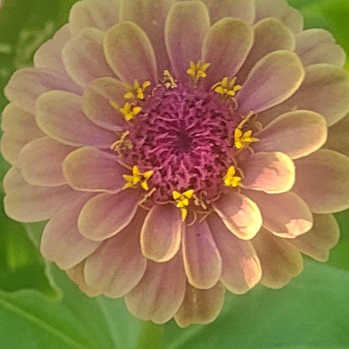 Queenie red lime