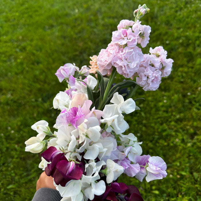 Bumbles and blooms 