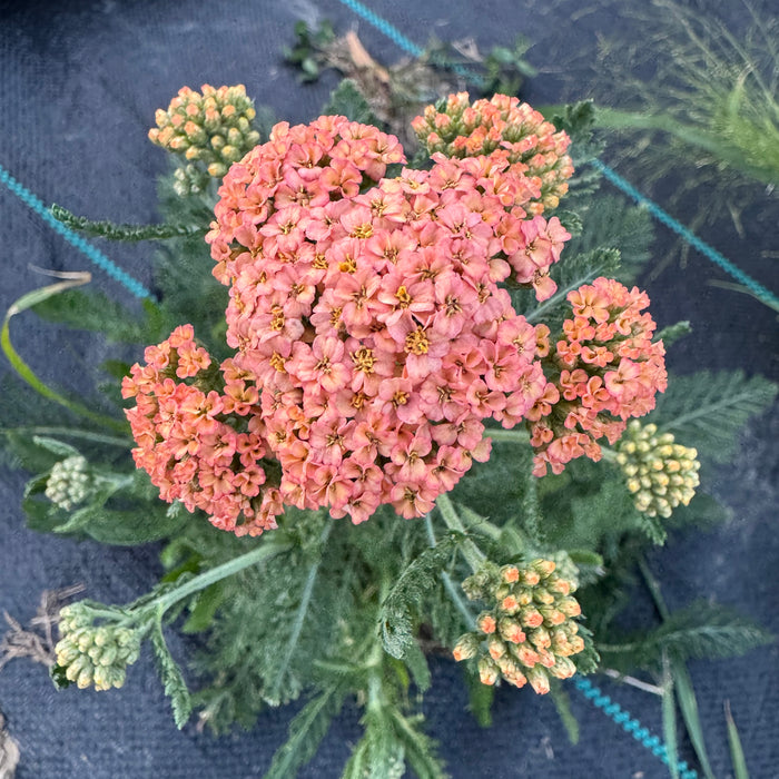 The Garden Basket