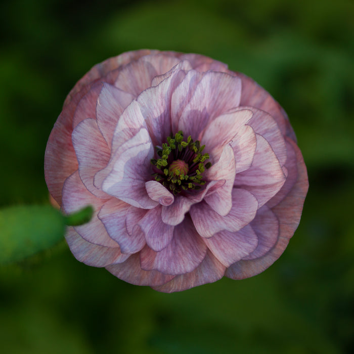 Marianne's garden diary