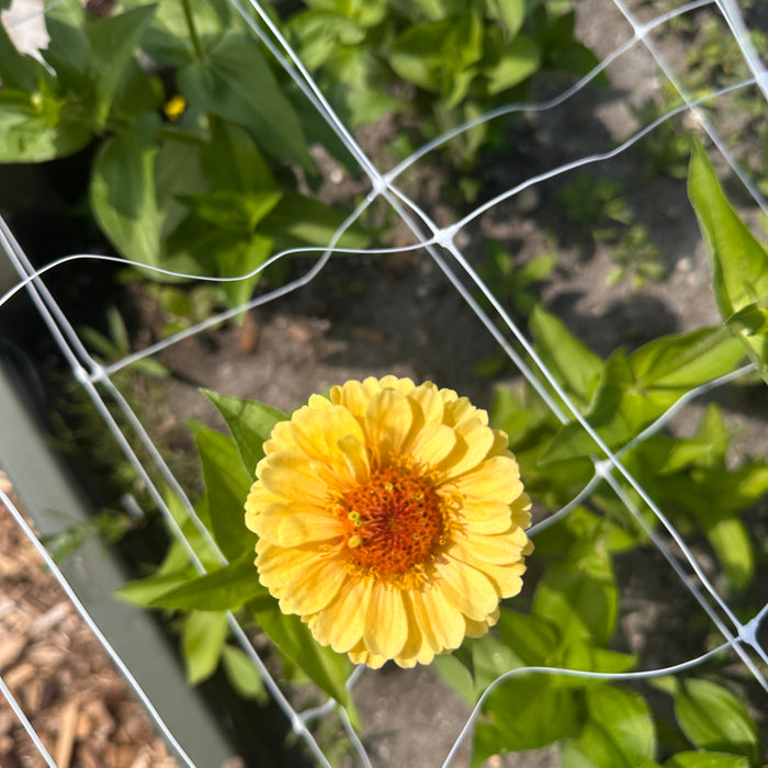 Tamara’s Garden