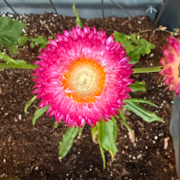 Carol’s Garden