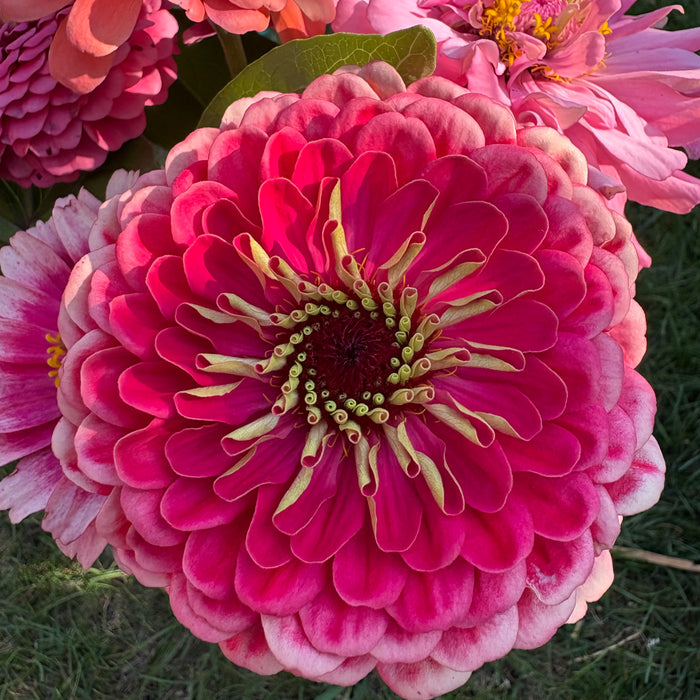 Rose Cottage Gardens 