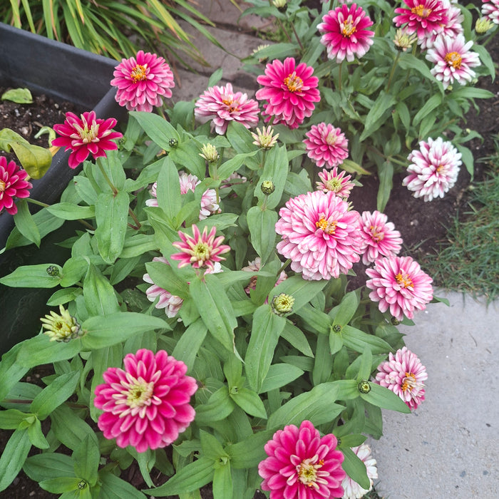 Border Beauties