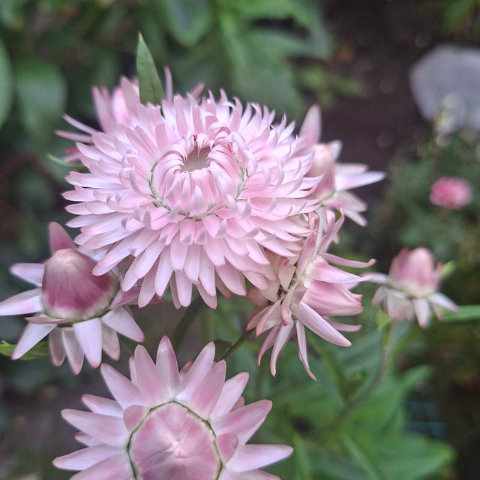 'Paper' Blooms