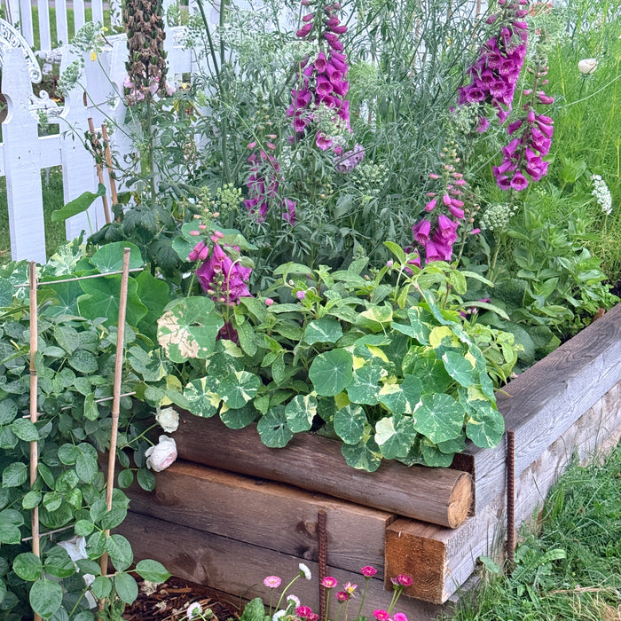 IntoTheGardenSheGrows
