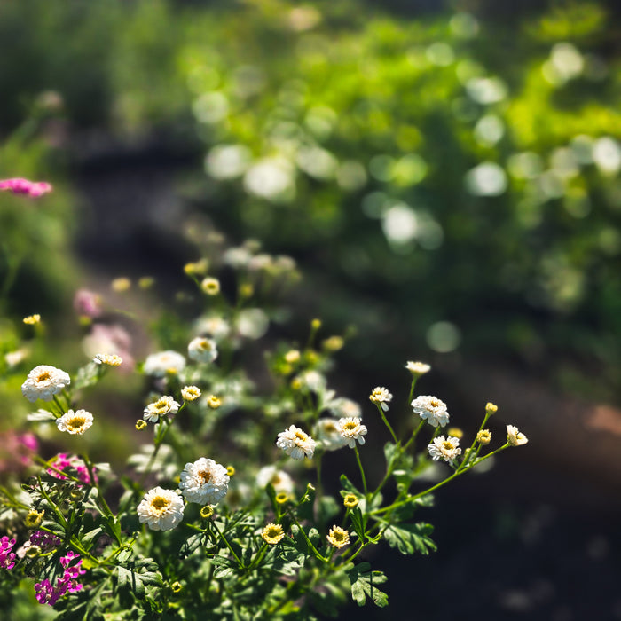 Grown in grace at the windmill