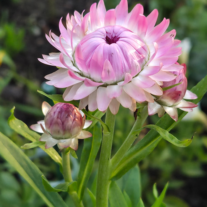 Melissa's Garden