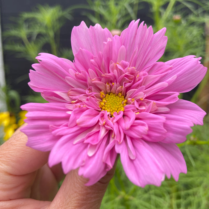 Marianne garden diary 