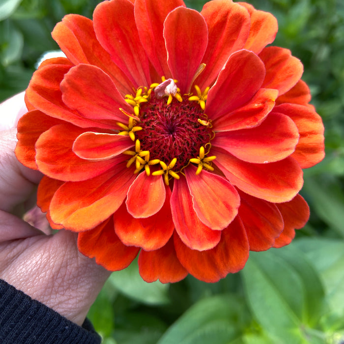 Marianne’s garden diary