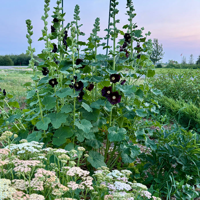 The acreage journal 
