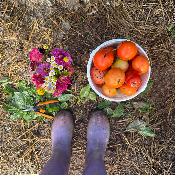 Flowers and tomatoes, my morning routine.