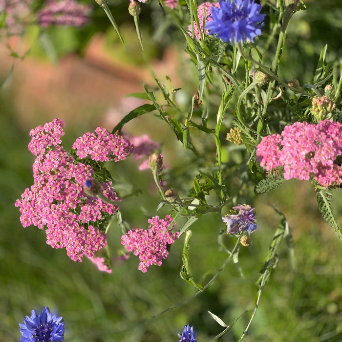 The Garden’s Edge
