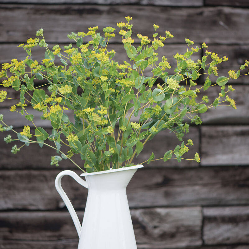 Bupleurum - Green Gold