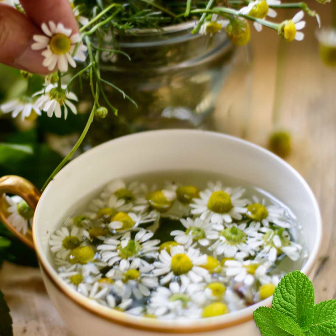 Grow Your Own Herbal Tea Garden Collection