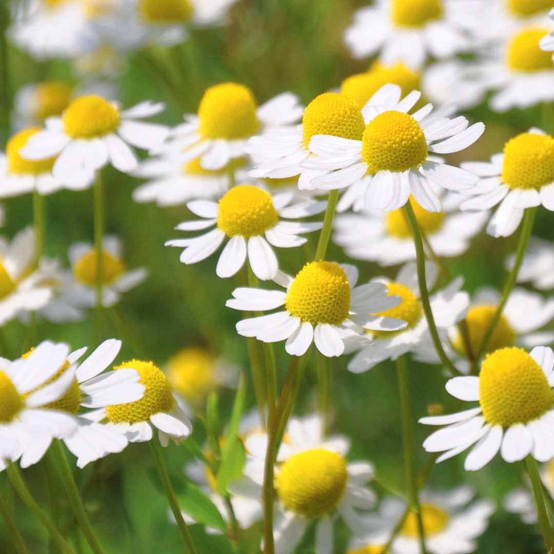 Grow Your Own Herbal Tea Garden Collection