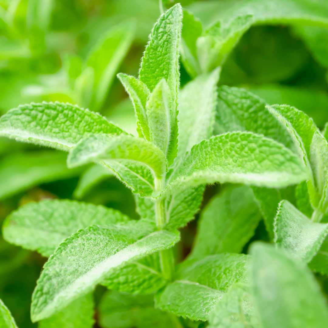 Grow Your Own Herbal Tea Garden Collection