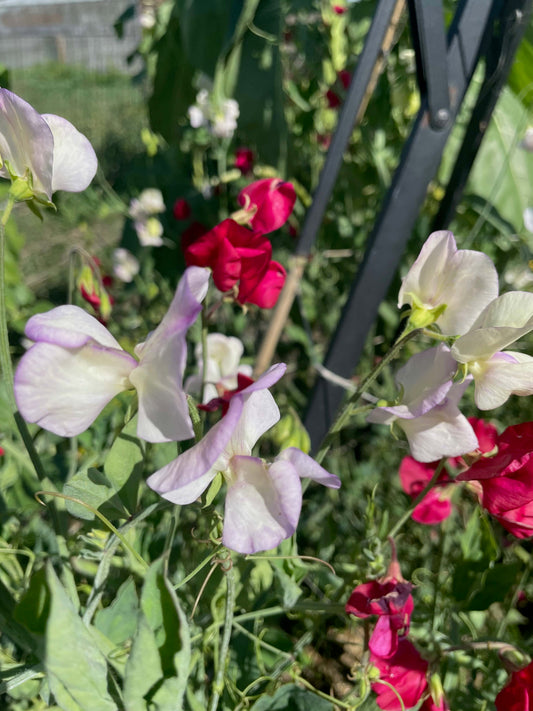 Sweet Pea - High Scent & Pink Mix