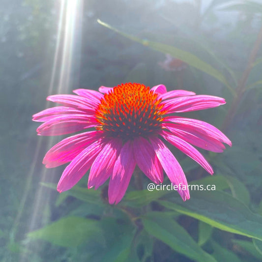 Echinacea Coneflower - Purple - Circle Farms seeds