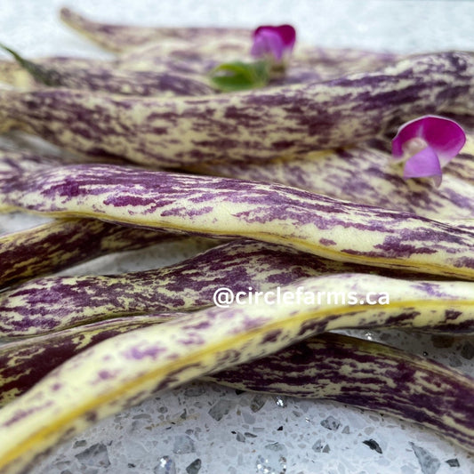 Dragons Tongue Bush Bean - Circle Farms seeds