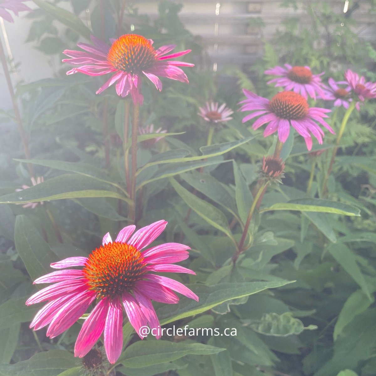 Echinacea Coneflower - Purple - Circle Farms seeds
