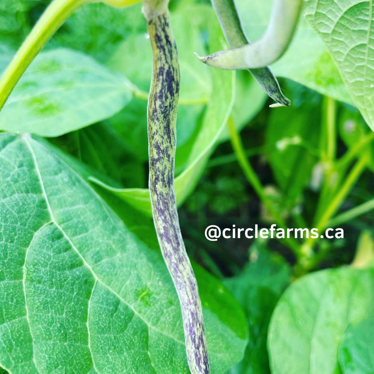 Dragons Tongue Bush Bean - Circle Farms seeds