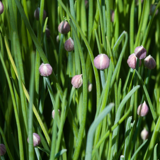Chive Herb Seeds - Perennial - Circle Farms seeds