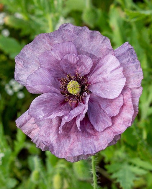 Amazing Grey Poppy - Circle Farms seeds