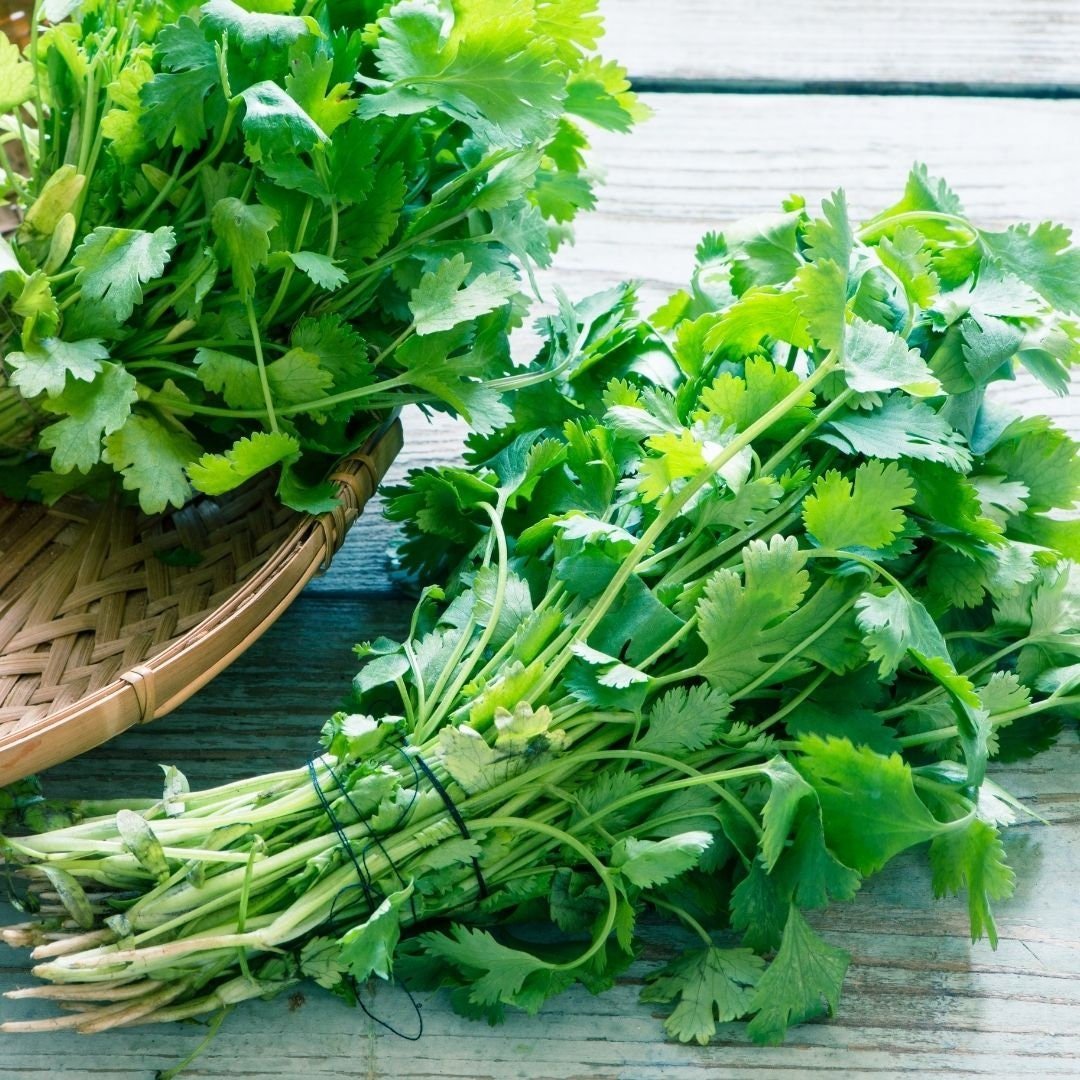 Cilantro Herb - Coriander Seeds - Circle Farms seeds