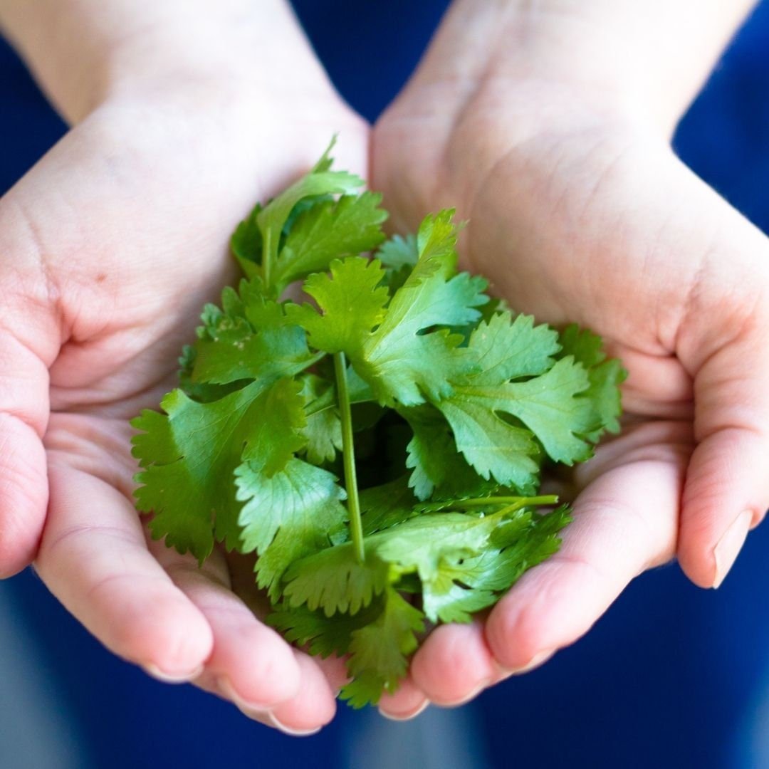 Cilantro Herb - Coriander Seeds - Circle Farms seeds