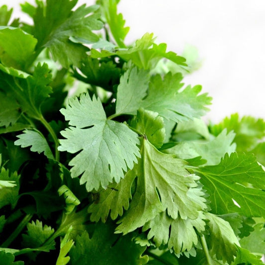 Cilantro Herb - Coriander Seeds - Circle Farms seeds