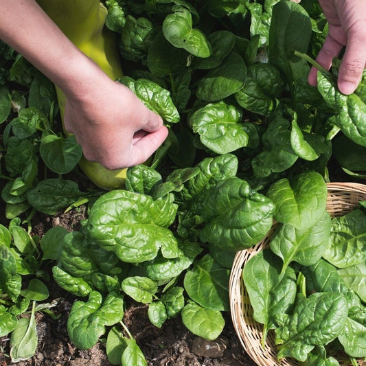 Big Leaf Spinach - Vancouver Variety - Circle Farms seeds