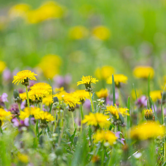 Dandelion Seeds - Organic - Dandelion Greens - Circle Farms seeds