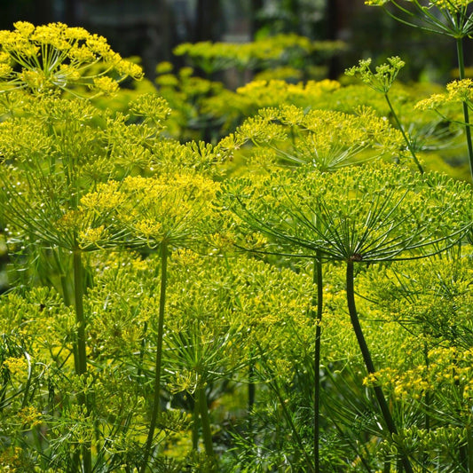 "Bouquet" Dill Seeds - Circle Farms seeds