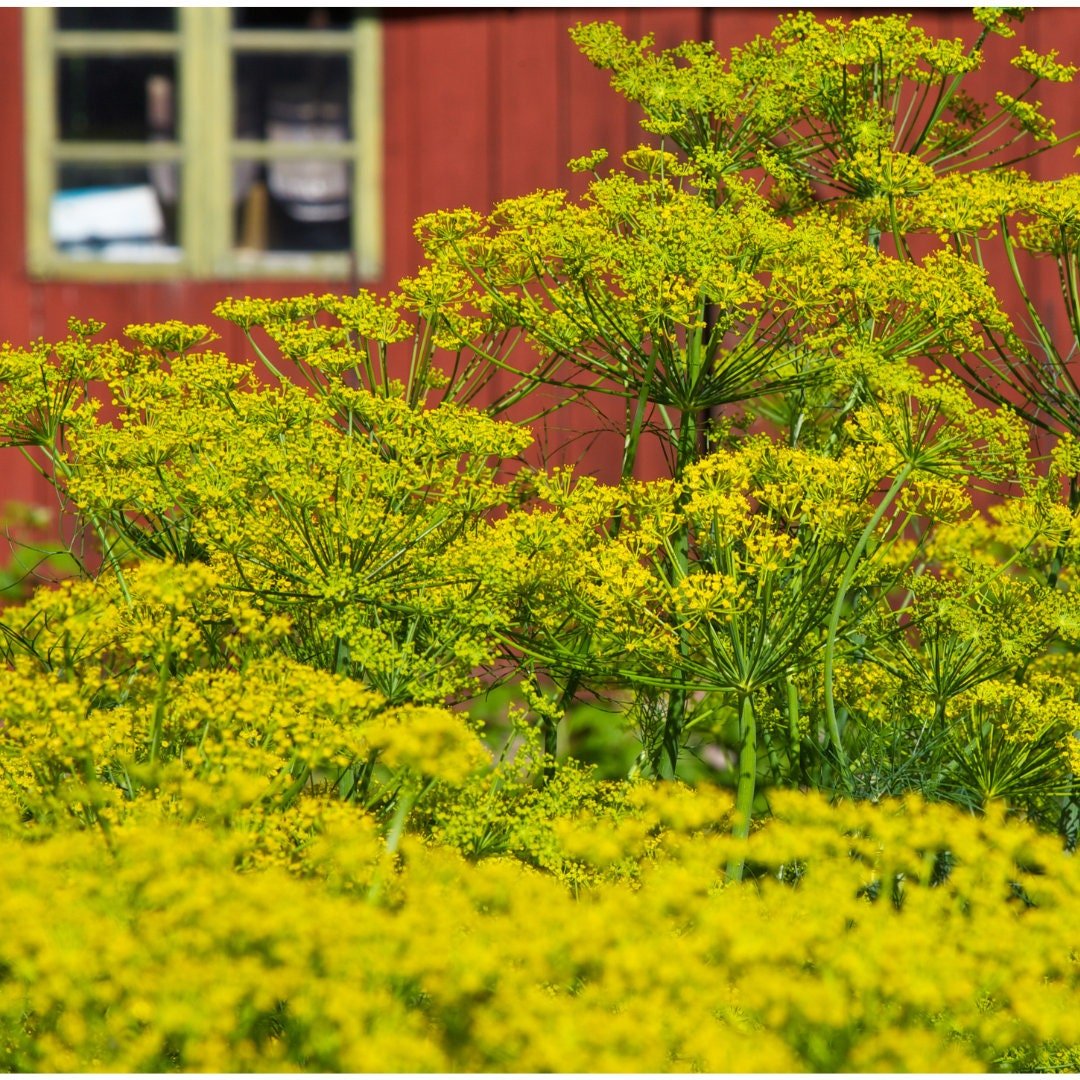"Bouquet" Dill Seeds - Circle Farms seeds