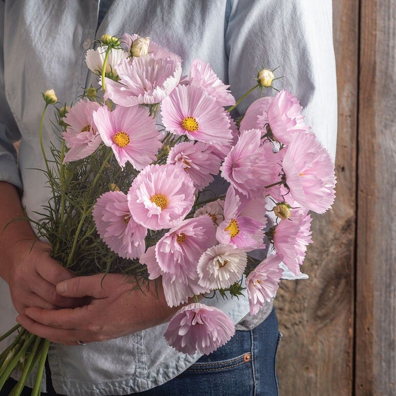 Cosmos - Cupcake Blush - Circle Farms seeds
