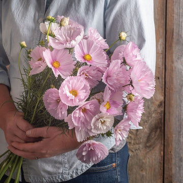Cosmos flower seeds for pollinator gardens