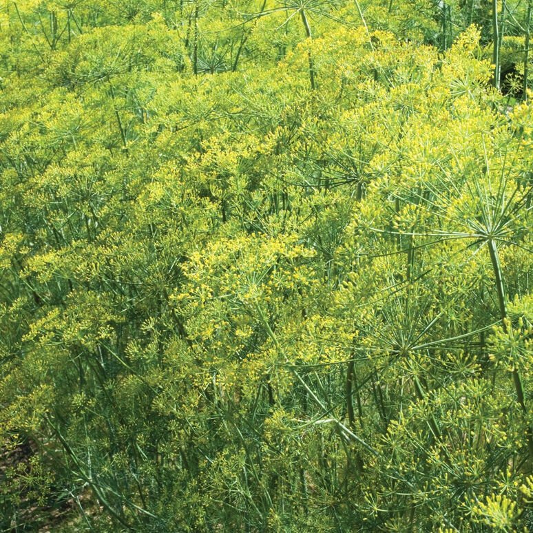 "Bouquet" Dill Seeds - Circle Farms seeds