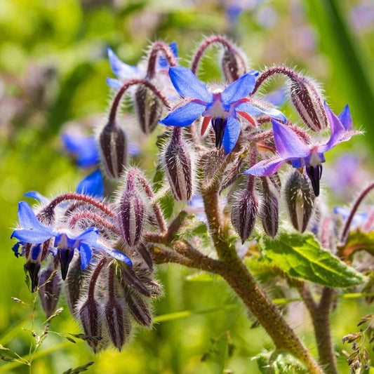 Borage officinalis - Circle Farms seeds