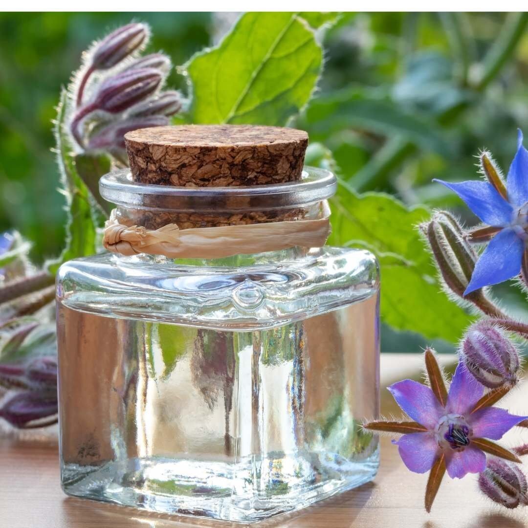 Borage officinalis - Circle Farms seeds