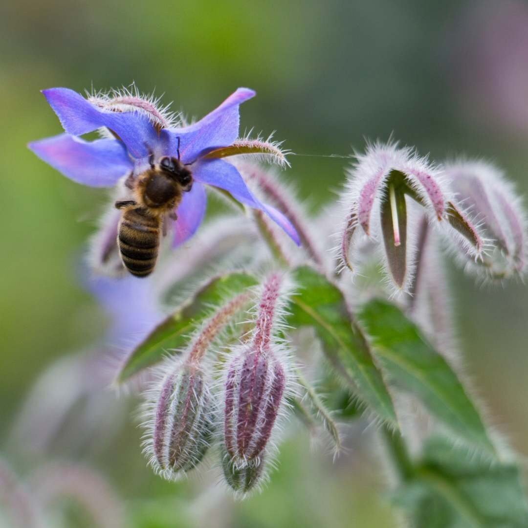 Borage officinalis - Circle Farms seeds
