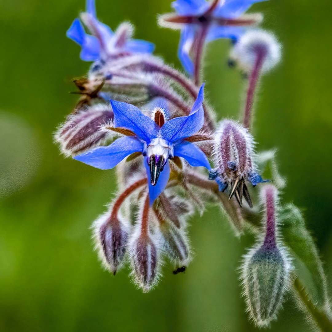 Borage officinalis - Circle Farms seeds