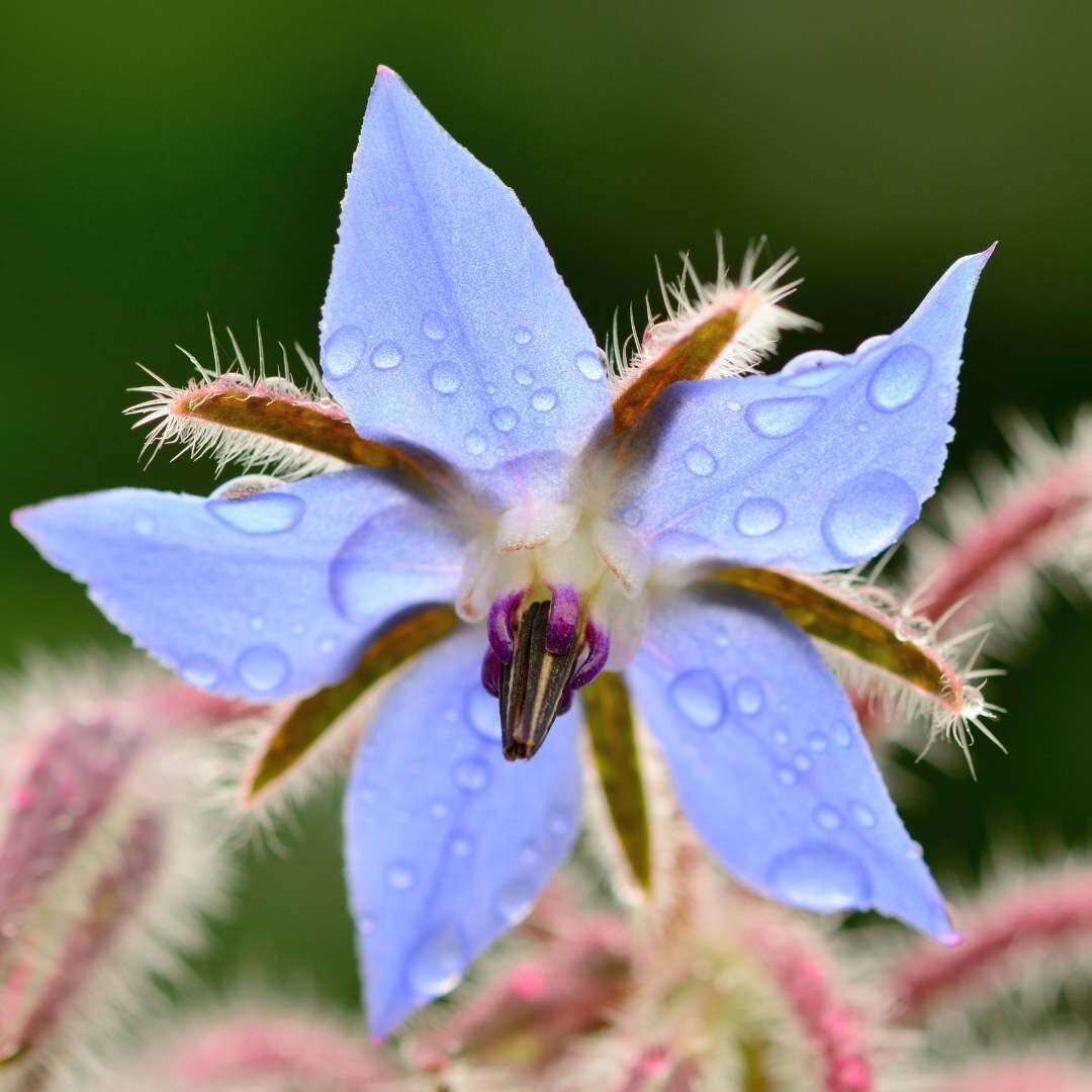 Borage officinalis - Circle Farms seeds