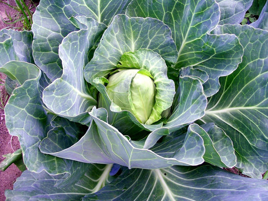 Early Jersey Wakefield Cabbage - Circle Farms seeds